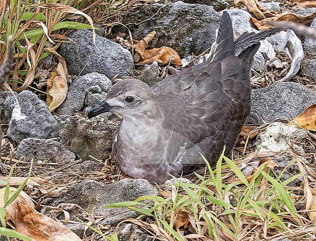 Kermadec Petrel (Pterodroma neglecta). Photographed during a Pitcairn Henderson and The Tuamotus expedition cruise. stock-image by Agami/Pete Morris,