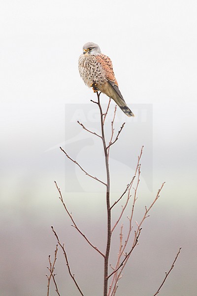 Female Common Kestrel stock-image by Agami/Menno van Duijn,