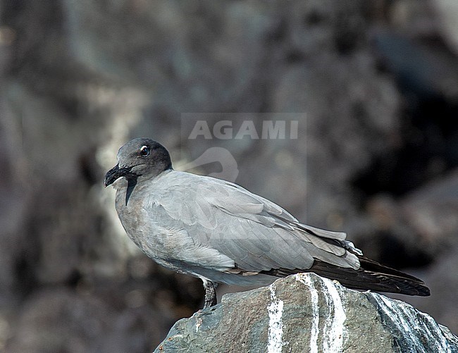 Lava Gull (Leucophaeus fuliginosus) perched on a rock stock-image by Agami/Roy de Haas,