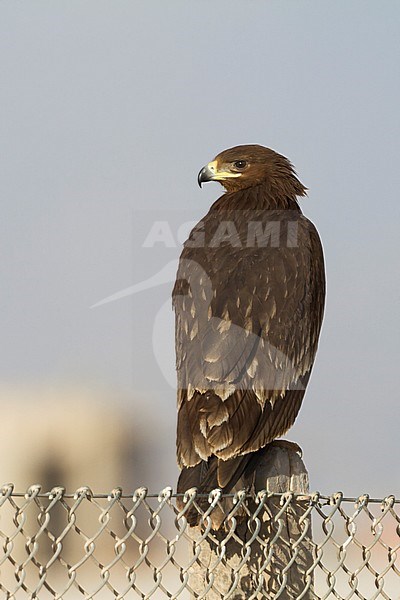 Greater Spotted Eagle - Schelladler - Aquila clanga, Oman, 2nd cy stock-image by Agami/Ralph Martin,