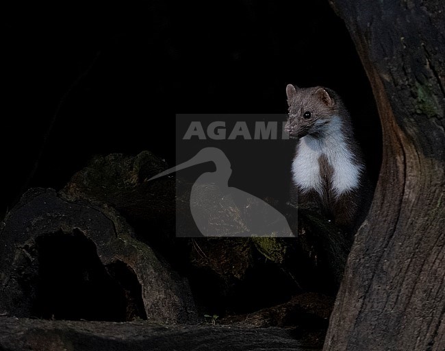 Beech Marten (Martes foina) searching for food during the night stock-image by Agami/Roy de Haas,