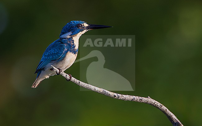 Cerulean Kingfisher (Alcedo coerulescens) perched. stock-image by Agami/Lennart Verheuvel,