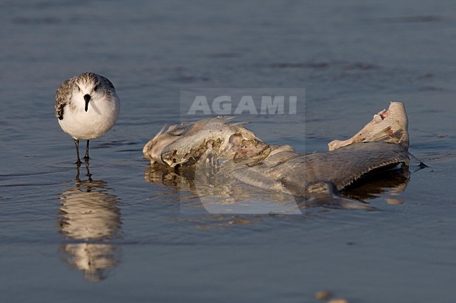 Drieteenstrandloper foeragerend op dode vis; Sanderling foraging on dead fish stock-image by Agami/Arnold Meijer,
