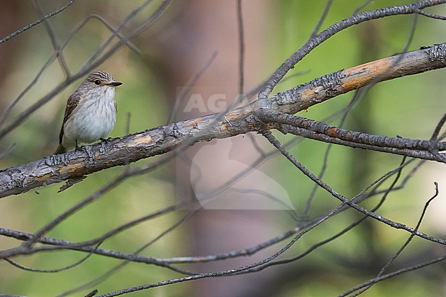 Spotted Flycatcher, Muscicapa striata, Russia (Baikal), adult. stock-image by Agami/Ralph Martin,