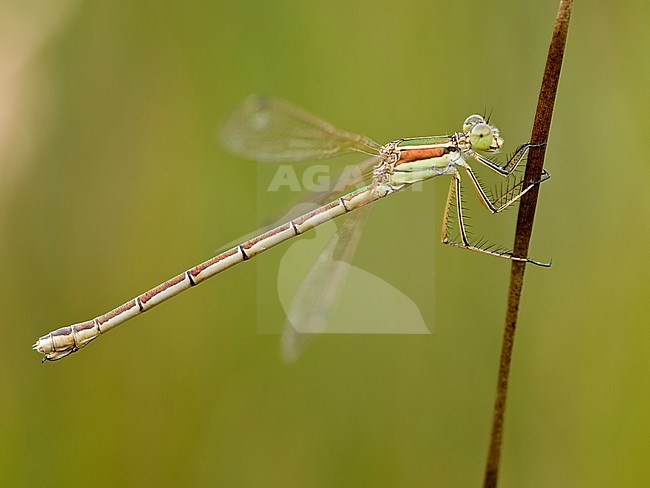 Female Migrant Spreadwing stock-image by Agami/Wil Leurs,