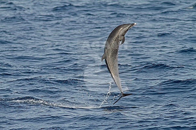 Pantropical spotted dolphin (Stenella attenuata) jumping out of the water stock-image by Agami/Pete Morris,