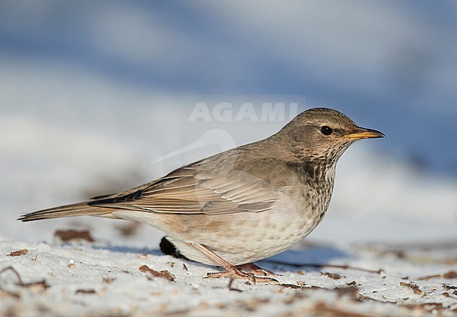 Black-throated Thrush (Turdus ruficollis) Helsinki Finland February 2017
Some features of Red-throated Thrush. Hybrid? stock-image by Agami/Markus Varesvuo,