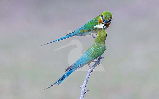 A pair of Blue-tailed Bee-eater (Merops philippinus) sharing a caught butterfly. stock-image by Agami/Lennart Verheuvel,