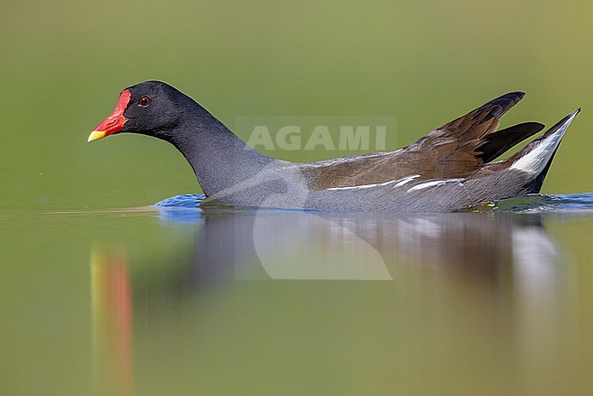 Common Moorhen (Gallinula chloropus), side view of an adult swimming in the water, Campania, Italy stock-image by Agami/Saverio Gatto,