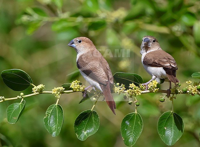 African Silverbill (Euodice cantans) in Oman. stock-image by Agami/Tomi Muukkonen,