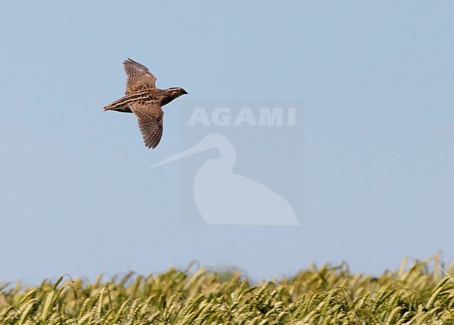 Vliegende Kwartel vliegend; Quail male (Coturnix coturnix) Spain May 2015 stock-image by Agami/Markus Varesvuo,
