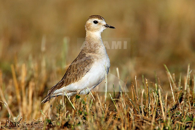 Adult non-breeding
Imperial Co., CA
January 2007 stock-image by Agami/Brian E Small,