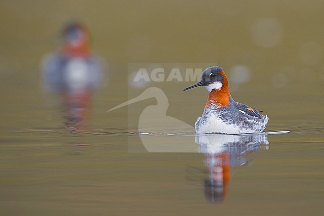 Adult summer plumaged Red-necked Phalarope (Phalaropus lobatus) on tundra of Iceland. stock-image by Agami/Daniele Occhiato,