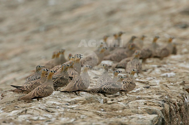 Kroonzandhoen aan de grond; Crowned Sandgrouse on the ground stock-image by Agami/Daniele Occhiato,