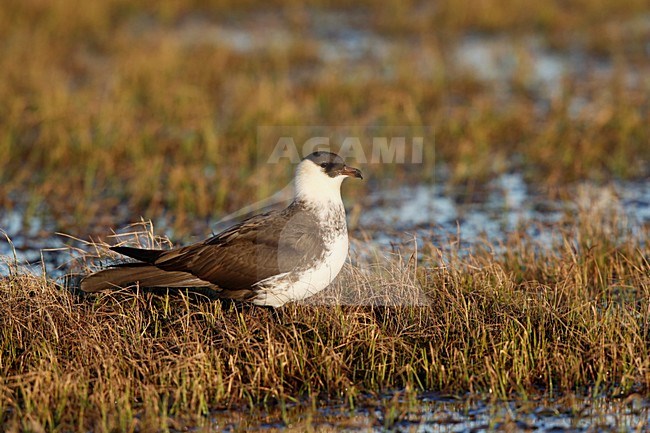 lichte fase middelste jager; light morph Pomarine Jaeger stock-image by Agami/Chris van Rijswijk,