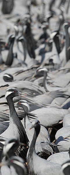 Jufferkraan; Demoiselle Crane (Anthropoides virgo) stock-image by Agami/James Eaton,