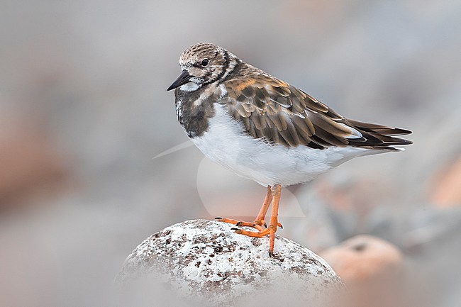Ruddy Turnstone (Arenaria interpres) in winter on rocks stock-image by Agami/Daniele Occhiato,