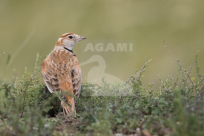 Mongolian Lark (Melanocorypha mongolica), Russia, adult stock-image by Agami/Ralph Martin,