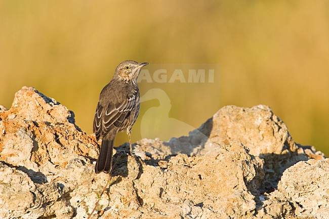 Bergspotlijster; Sage Thrasher stock-image by Agami/Marc Guyt,