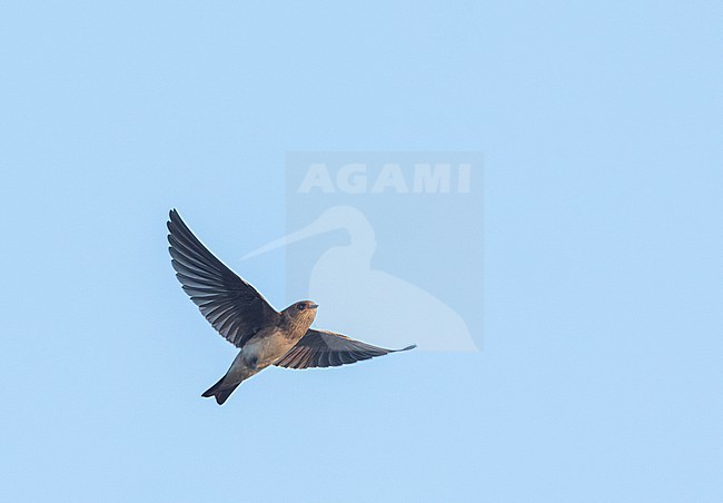 Juvenile Streak-throated swallow (Petrochelidon fluvicola) in Gujarat, India. stock-image by Agami/Marc Guyt,