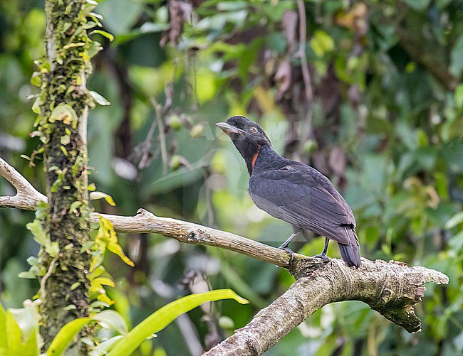 Male Bare-necked Umbrellabird (Cephalopterus glabricollis) in Costa Rica. stock-image by Agami/Pete Morris,