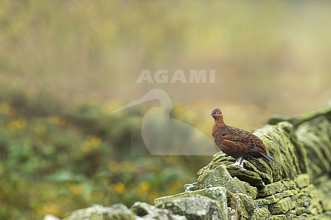 Red Grouse (Lagopus scotica), Great Britain, adult male stock-image by Agami/Ralph Martin,