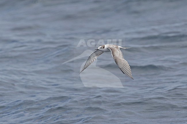 Immature Aleutian Tern (Onychoprion aleuticus) in Papua New Guinea. Probably second summer bird. stock-image by Agami/Pete Morris,