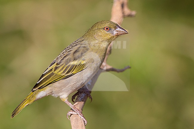 Ruppell's Weaver (Ploceus galbula), perched on a branch, Ayn Hamran, Dhofar, Oman stock-image by Agami/Saverio Gatto,