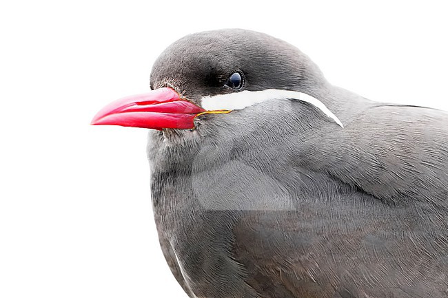 Inca Tern (Larosterna inca) in Chile. stock-image by Agami/Dani Lopez-Velasco,