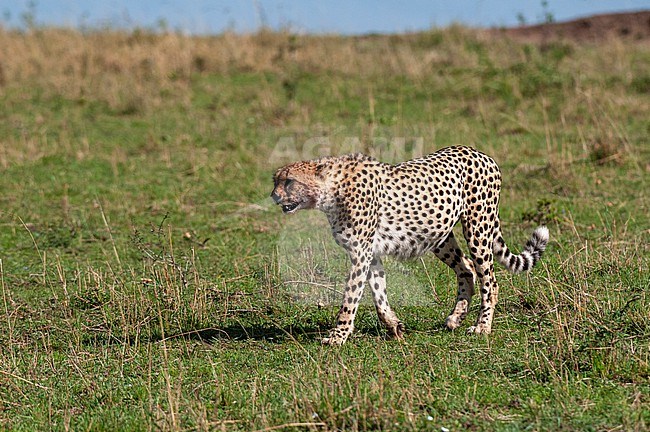 A cheetah, Acinonyx jubatus, walking and looking for a prey. Masai Mara National Reserve, Kenya. stock-image by Agami/Sergio Pitamitz,