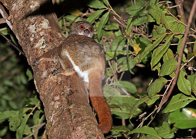Eastern woolly lemur (Avahi laniger), also known as the eastern avahi or Gmelin's woolly lemur, perched in a tree in tropical rainforest in Madagascar. stock-image by Agami/Pete Morris,
