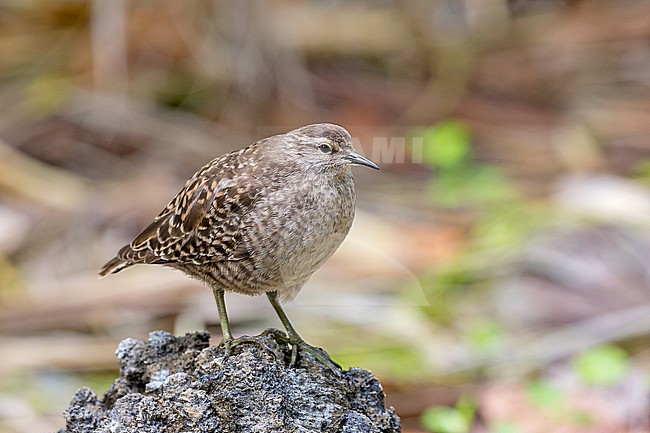 Tuamotu Sandpiper (Prosobonia parvirostris), an endemic wader native to the Tuamotu Islands in French Polynesia. stock-image by Agami/Pete Morris,