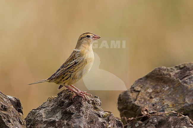 Bobolink; Bobolink stock-image by Agami/David Monticelli,