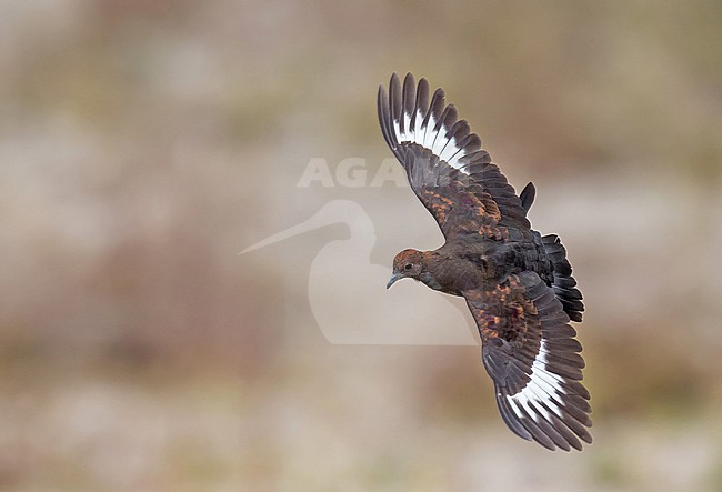 Marquesan ground dove (Pampusana rubescens), endemic to French Polynesia. Also known as Marquesas ground dove. stock-image by Agami/Pete Morris,