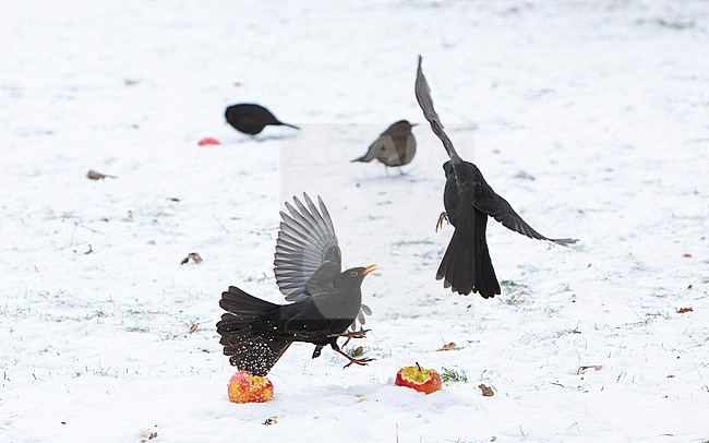 Pair of Common Blackbird (Turdus merula merula) fighting over apples in snow at Holte, Denmark stock-image by Agami/Helge Sorensen,