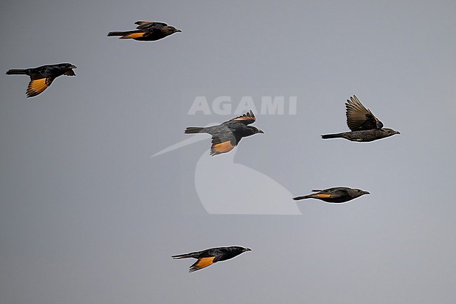 Tristram's Starling (Onychognathus tristramii) wintering in Oman. stock-image by Agami/Sylvain Reyt,