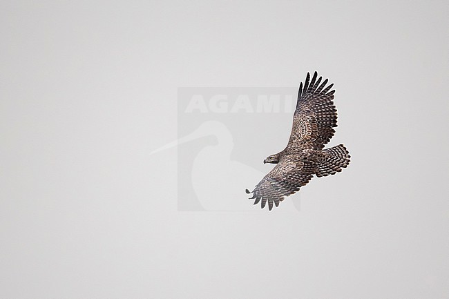 immature martial eagle (Polemaetus bellicosus) in flight, found at Kazinga Channel, Queen Elizabeth National Park in Uganda stock-image by Agami/Mathias Putze,