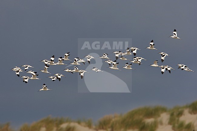 Kluut groep vliegend; Pied Avocet group flying stock-image by Agami/Arie Ouwerkerk,