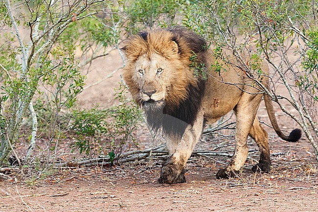 Lion (Panthera Leo) male walking at Kruger National Park in summer stock-image by Agami/Caroline Piek,