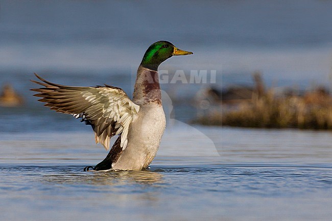 Wilde Eend, Mallard, Anas platyrhynchos stock-image by Agami/Daniele Occhiato,
