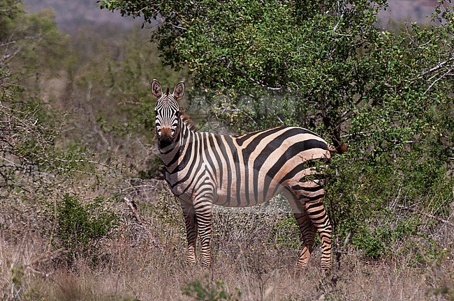 Portrait of a Grant's zebra, Equus quagga boehmi, looking at the camera. Lualenyi Game Reserve, Malindi, Kenya. stock-image by Agami/Sergio Pitamitz,