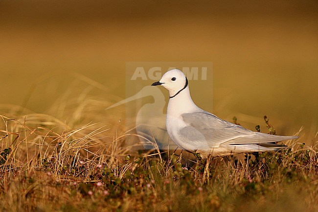 Adult Ross's Gull (Rhodostethia rosea) in summer plumage at a breeding colony in the Indigirka delta on the tundra of Siberia, Russia. Standing near its nest. stock-image by Agami/Chris van Rijswijk,
