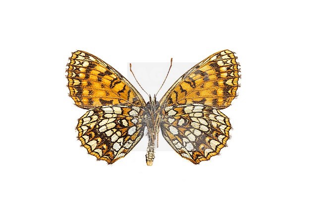 False Heath Fritillary, Woudparelmoervlinder, Melitaea diamina stock-image by Agami/Wil Leurs,