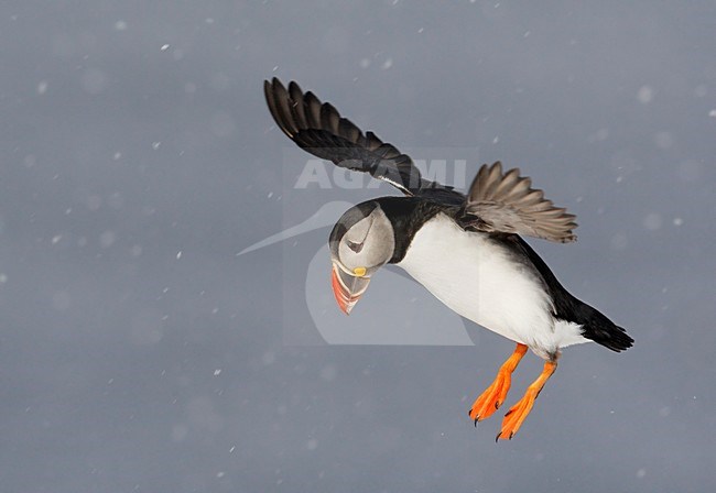 Volwassen Papegaaiduiker in de vlucht; Adult Atlantic Puffin in flight stock-image by Agami/Markus Varesvuo,