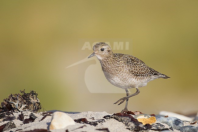 Goudplevier, European Golden Plover, Pluvialis apricaria stock-image by Agami/Menno van Duijn,