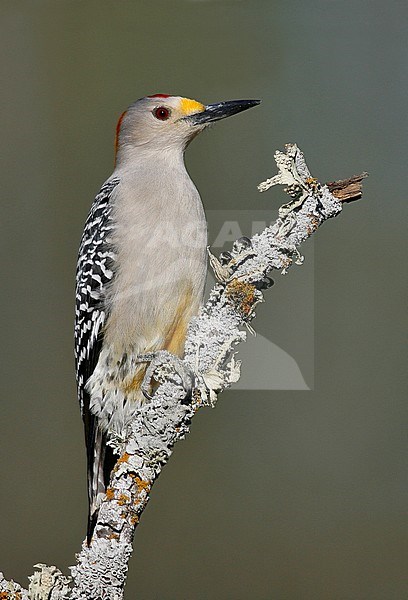 Adult male
Hidalgo Co., TX
January 2009 stock-image by Agami/Brian E Small,