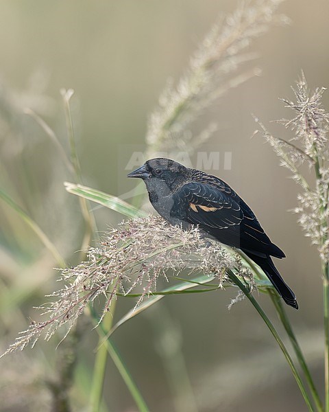 Immature male Red-winged Blackbird (Agelaius phoeniceus), side view of bird perched on grass stock-image by Agami/Kari Eischer,