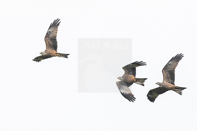 Zwarte Wouw, Black Kite, Milvus migrans- stock-image by Agami/Menno van Duijn,