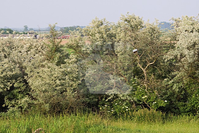 Valkennestkast in Hortobay; Falcon nestbox at Hortobagy stock-image by Agami/Marc Guyt,