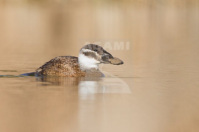 First-winter female White-headed Duck (Oxyura leucocephala) wintering on a local lagoon in Spain. Bird with mud on the bill after foraging. stock-image by Agami/Ralph Martin,